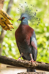 Victoria Crowned Pigeon is eating the banana.