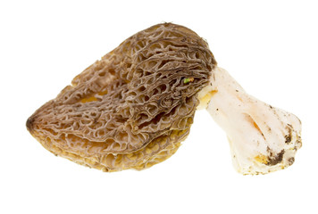 Mushroom morel on a white background.