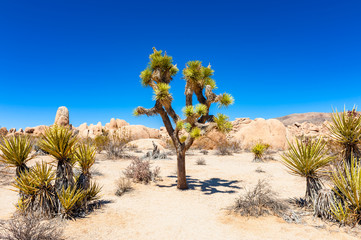 Joshua Tree National Park, California, USA