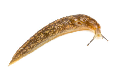 Slug snail on white background