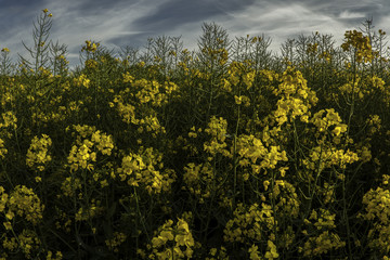 Rapeseed Field