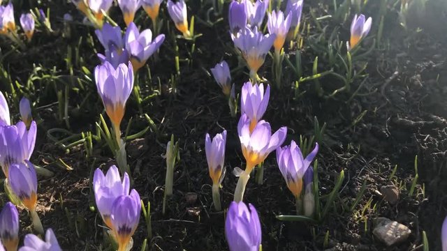 endemik mor &ccedil;iğdem t&uuml;rleri