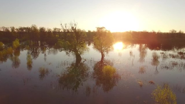 Sun above flooded field bottomland overflowed at spring high water season 4k. Pan copter view at meadow lake river or swamp in Belarus Pripyat reservation golden hour morning evening sunset or sunrise