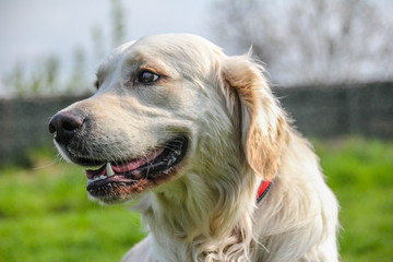 Golden Retriever