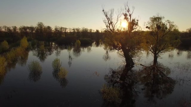 River flooded in spring high water season 4k with sun shine reflecting in water sunset or sunrise. Copter fly moving panoramic over swampy bottomland of Pripiat recreational area Belarus East Europe
