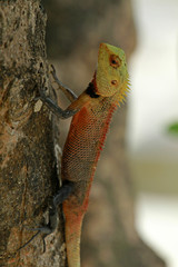 Oriental garden lizard, Ari Atol, Maldives