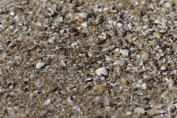 Tiny Shells