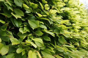Hedge - close-up