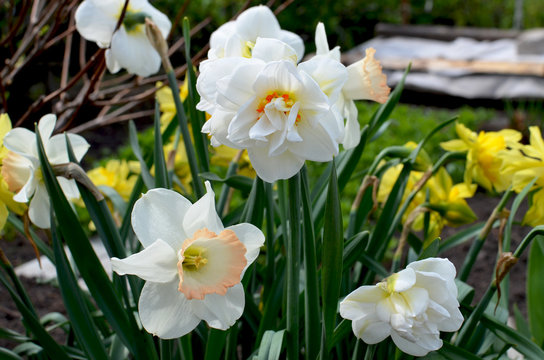 Flowers narcissuses a grade terry blossom in the spring
