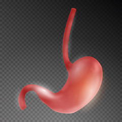 Realistic human stomach on transparent background. Vector illustration.