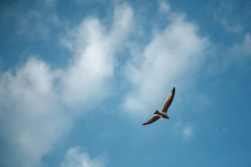 Fototapeta na wymiar Gull Cormorant in the blue sunny sky background
