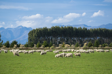 Fototapeta premium Sheep in New Zealand