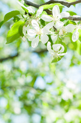Fototapeta premium Background from branches of apple trees with white flowers on blue sky background