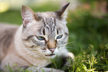 Naklejka na ściany i meble Thai cat in the grass