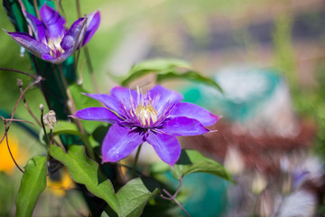 Purple flower