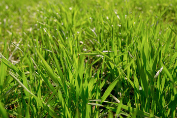 spring green field