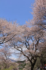桜並木