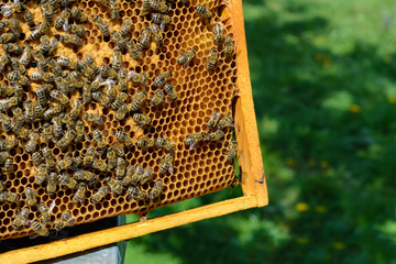Bees on honeycomb. Bee larvae. Apiculture.