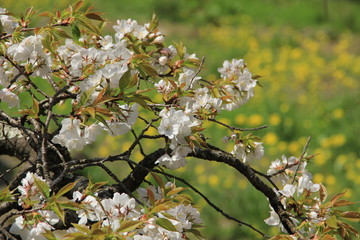 桜と菜の花