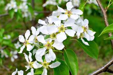 Apple-tree branch in flowers blossoms in the spring against the background of clouds and the blue...