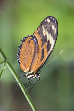 Butterfly 2017-34 / Butterfly on a branch