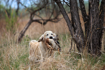 Hunting dog runs. Golden retriever with duck.