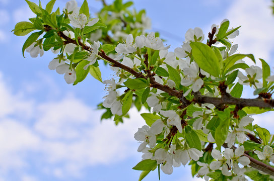 The plum branch in flowers blossoms in the spring against the background of clouds and the blue sky
