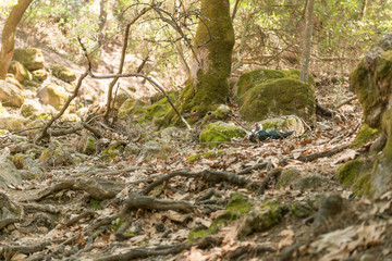 Wild water bird in woods
