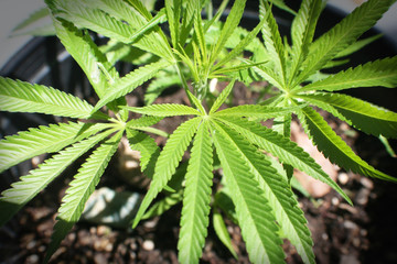 Cannabis Plant Close Up High Quality 