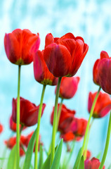Obraz premium Red natural tulips
