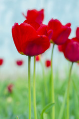 Naklejka premium Red natural tulips