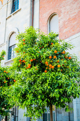 Fototapeta na wymiar Les orangers de la Piazza Vittorio Emanuele II à Pise
