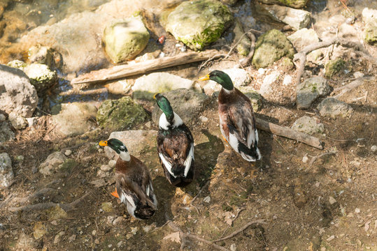 Ducks on river bank