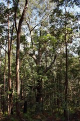 Fototapeta premium Huge tree at Ngungun Glass House Mountains National Park