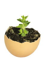46 - Eggshell as a vase for plants