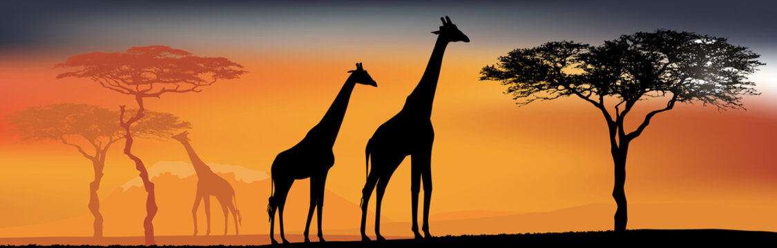 Desert view with giraffes. Background with African fauna and flora