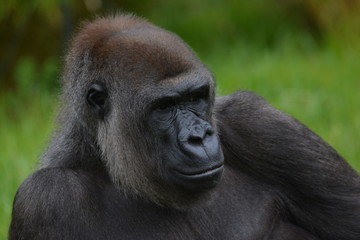 Gorilla
