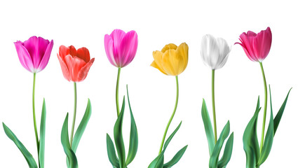 Tulips. Color vector tulips isolated on white background. Flowers in different shapes for your design and greetings, postcards card for your loved ones. - obrazy, fototapety, plakaty