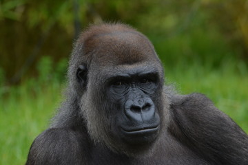 Obraz premium Gorilla