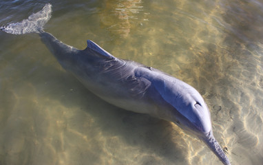 Fototapeta premium Beautiful wild dolphin
