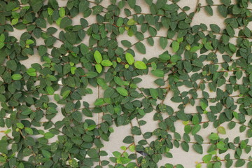 Fototapeta premium Small green plant on wall