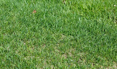 A close view of the green grass of the lawn.