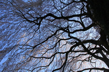 中越家のしだれ桜