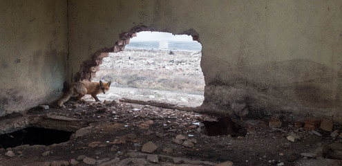 Fox in an abandoned factory building