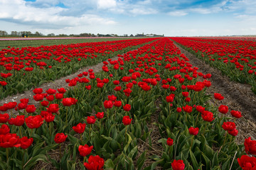 Beautiful red tulip fields in the North Netherlands in spring, Holland
