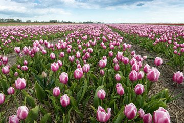 Beautiful  tulip fields in the Netherlands in spring, Holland