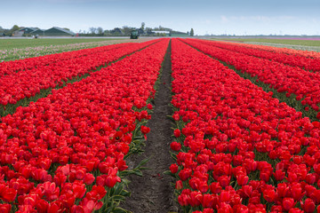 Beautiful red tulip fields in the North Netherlands in spring, Holland