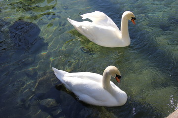 white swans on a pond