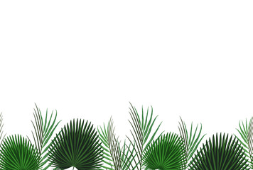 Tropical design with exotic palm leaves.