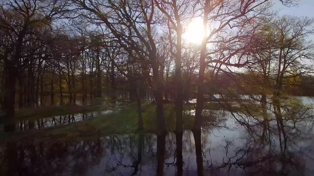 Bare trees growing in river floodplain or lake at spring high water season in park or forest 4k. Copter fly close and moving up and away from old tree trunk - flood area where river overflowed banks
